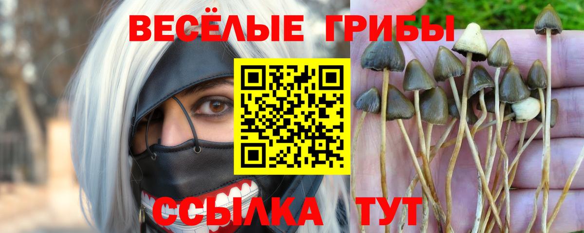 Галлюциногенные грибы Psilocybe Ахтубинск